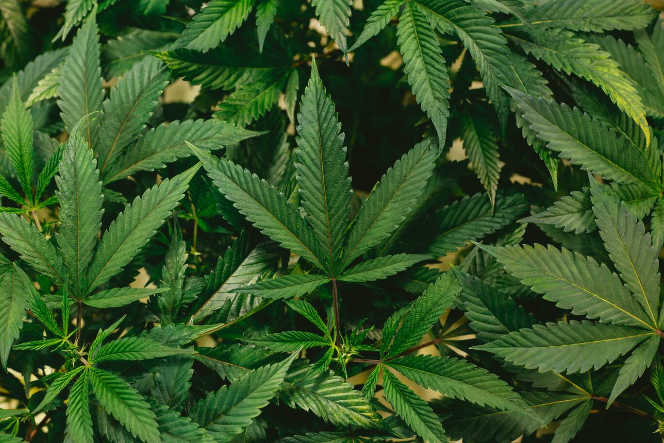 Hoeveel wietplanten mag je thuis hebben? De Kade Hoeveel wietplanten mag je thuis hebben? De Kade